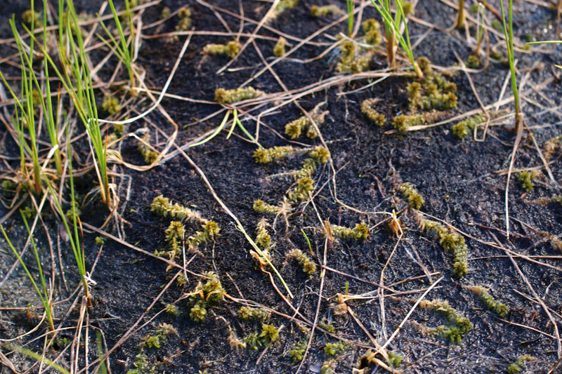 Sphagnum majus subsp. majus